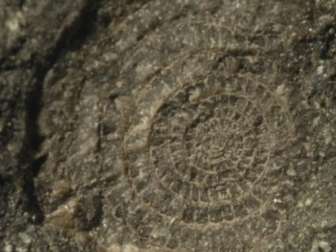 Assilina sp.