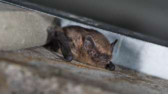 Zwergfledermaus. Foto: <a href='https://www.fledermausschutz.ch' target='_blank'>www.fledermausschutz.ch/</a>