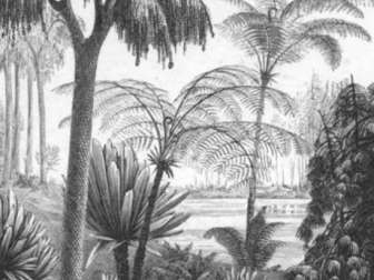 Das Klima war feucht-warm, so dass eine reiche Flora von baumähnlichen Pflanzen gedeihen konnte, welche bis zu 30 Meter in die Höhe wuchsen. Die karbonische Flora konnte sich auf dem Land unendlich ausweiten, da es zu jener Zeit noch keine grossen, pflanzenfressenden Wirbeltiere gab. Die Bedingungen mögen ähnlich gewesen sein wie die heutigen am Mississippi-Delta in den USA. Wald zur Karbonzeit. Oswald Heer,  Urwelt der Schweiz (1865)