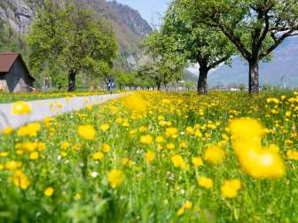 Alpenpanorama-Route, Etappen 2 und 3 - Ziegelbrücke – Glarus – Linthal