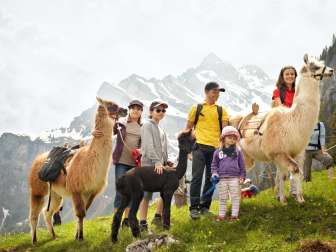 Lamatrekking